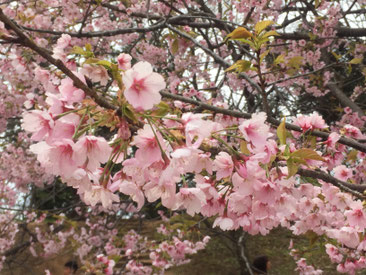 佐倉城址の桜