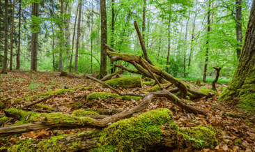 Rainer Wald Foto: LBV