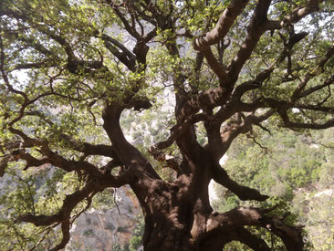 Petra Bosshard-Zwerenz - Baum auf Sardinien, Foto 05.2018