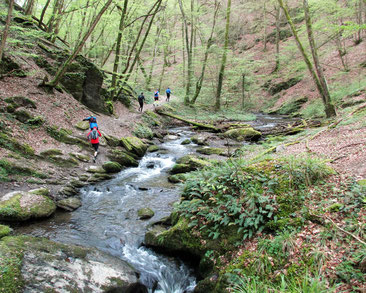 Trailrunning Traumschleife Ehrbachklamm