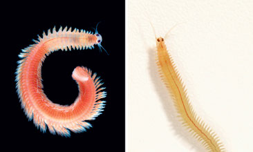Platynereis dumerilii are marine worms found across the European coasts. The males (left), have a frontal part with white sperm and a red rear due to blood vessels while the females (right) are initially transparent and acquire a yellow colour.