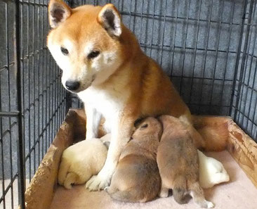 赤柴志乃とその仔犬たちの画像