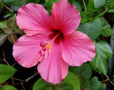 Hibiscus rosa-sinensis Zimmerpflanzen Pflege