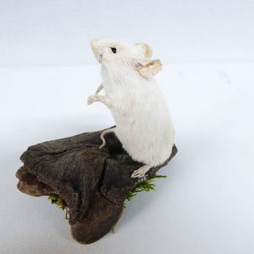 Ratolí blanc taxidermitzat