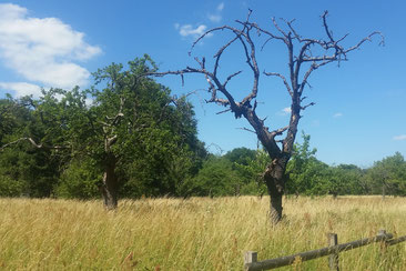 Schwanheimer Düne