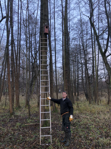 Alu-Leiter an einer Erle mit einem neu aufgehängten Nistkasten darüber