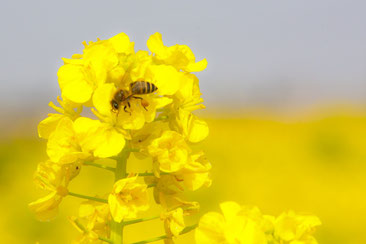 蜂蜜の免疫力効果