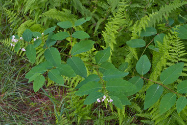 Spreading dogbane growing with Hayscented fern (Dennstaedtia punctilobula)