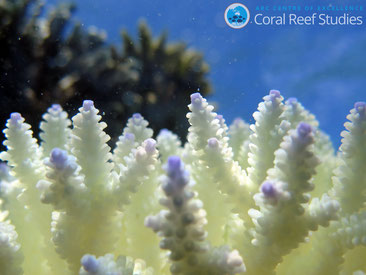 白化したサンゴ　Dorothea Bender-Champ for ARC Centre of Excellence for Coral Reef Studies