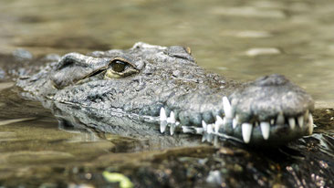 Nile crocodile