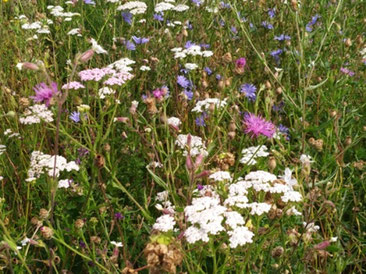 Blumenwiese, Foto: Dagmar Reduth