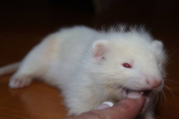 Est parti rejoindre son papa : Elevage Amour du furet.