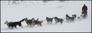 Chiens de traineau Hautacam - Argelès-Gazsost