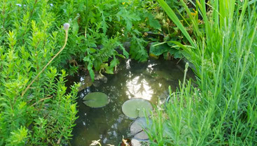 Garten für Erholung, Nutzpflanzen mit Platz für die Natur