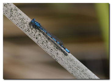 Enallagma cyathigerum male- Agrion porte coupe