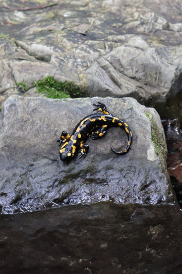 Salamander Koseka Schlucht Slowenien