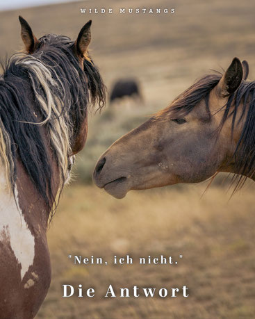 Der linke Hengst beantwortet die Frage mit "NEIN" - er dreht einfach nur den Kopf zur Seite. 