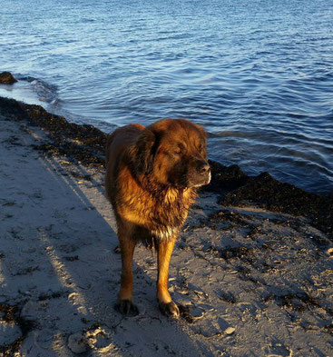 Loki, Germanischer Bären- und Trainerhund 