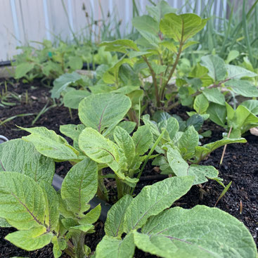 The potatoes are coming up.