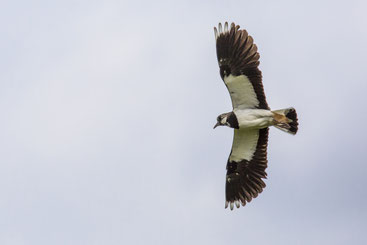 Fliegender Kiebitz (Foto: NABU/LBV Ralph Sturm)