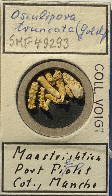 Senckenberg, Bryozoa, Bryozoen, Moostierchen, Sammlung Voigt
