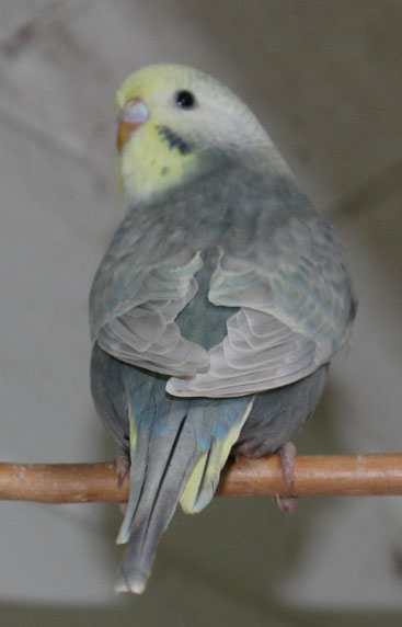 Mavy,  Ringnr. 2, geschlüpft am 31.3.2019, Rainbow in Mauve