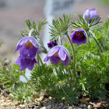 キンポウゲ科 - 稚内市北方植物園