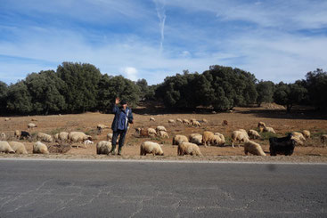 Berger avec ses moutons