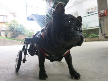 犬の車椅子　犬用車椅子　犬の車いす　犬用車いす　犬 車椅子　ドッグカート　歩行器　車椅子犬　クララワークス　湯河原町