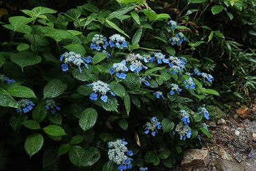 エゾアジサイ (蝦夷紫陽花)　アジサイ科 アジサイ属