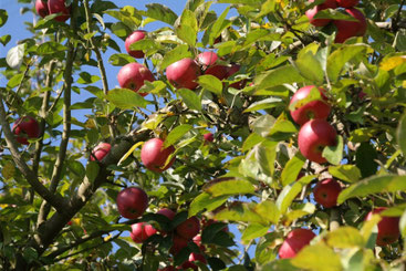reife Äpfel am Apfelbaum