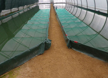 Photographie des deux grands bassins de la serres de droite