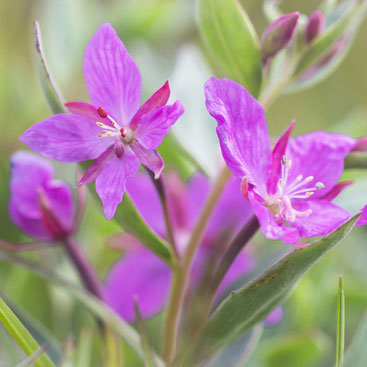 The picture shows a close-up of two purple flowers of an arctic willowherb. The background shows blurred pale green plants.