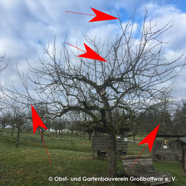 Obstbaum vor dem Schnitt; mit überlangen Trieben an der Seite und im oberen Bereich sowie Wasserschossen.