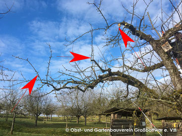 Lange und abkippende Seitentriebe wurden auf kürzere, günstig stehende Triebe zurückgeschnitten.