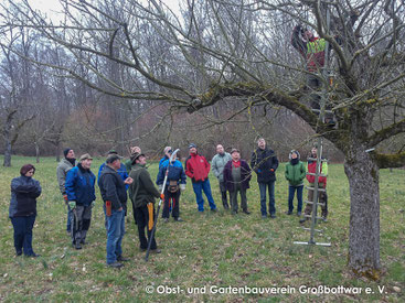 Obstbaumpflege unter der Anleitung von Dr. Florian Wagner