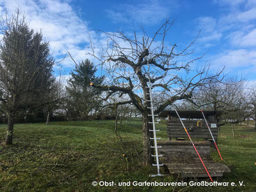 Obstbaum nach dem Schnitt.