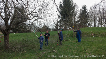 Hochstammschnitt auf der Streuobstwiese am Galgenberg.