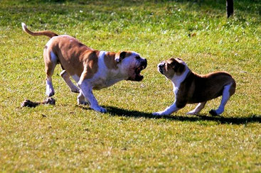 Die Pubertat Beim Hund 2dogs Continental Bulldog Kennel Aus Dem Spreewald