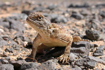 Agama arboricola o Agama di Rüppell (Agama rueppelli)