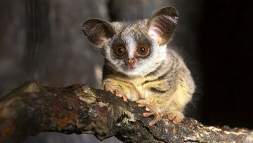 Galagone di Rondo - Rondo dwarf Galago (Galagoides rondoensis)