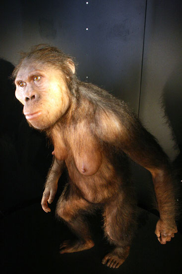 Australopithecus africanus. Ricostruzione