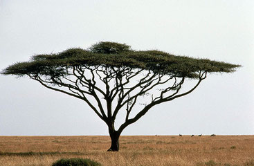 Acacia tortilis - Acacia ad ombrello - Umbrella thorn acacia