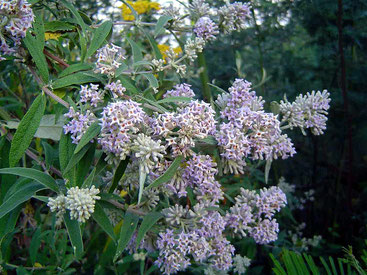Buddleja salviifolia - Sage Bush