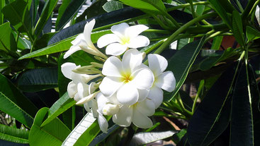 Plumeria obtusa, meglio conosciuta come "Fiore del Paradiso".