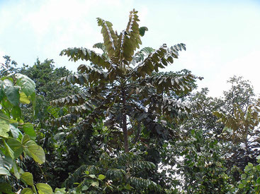 Polyscias kikuyuensis - Parasol Tree