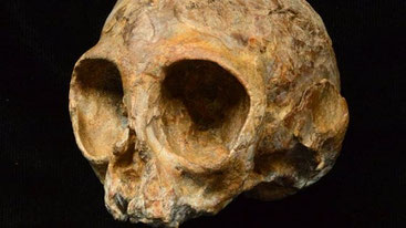 Cranio di Nyanzapithecus alesi