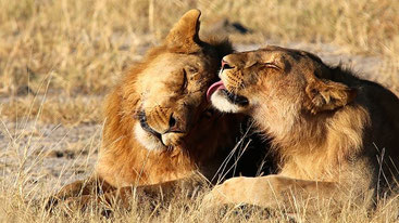 Leoni- Lions-(Panthera leo)-Kenya
