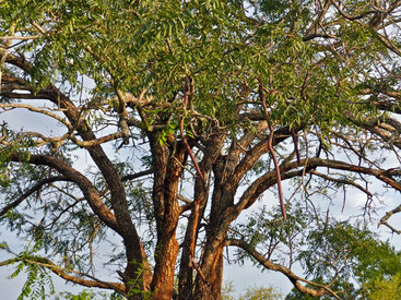 Cassia abbreviata - Sjambok pod - Cassia a lunga coda