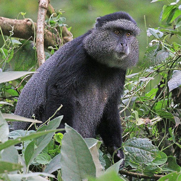Scimmia blu - Blue monkey (Cercopithecus mitis stuhlmanni), foresta di Kakamega, Kenya